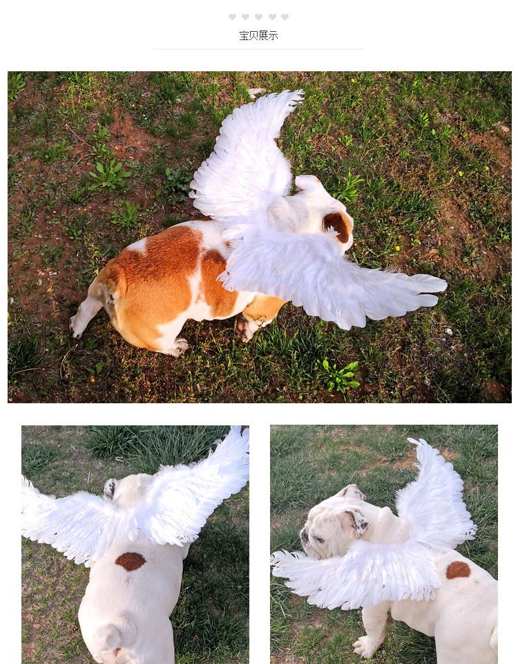 Angel Wings For Pets